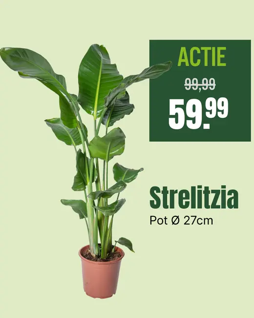 Strelitzia