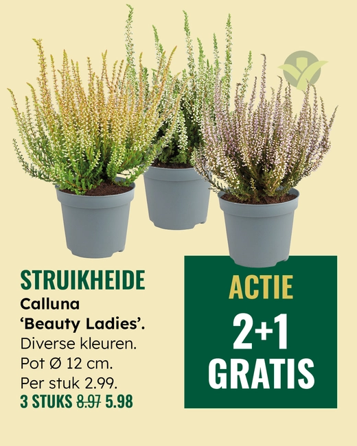 Struikheide