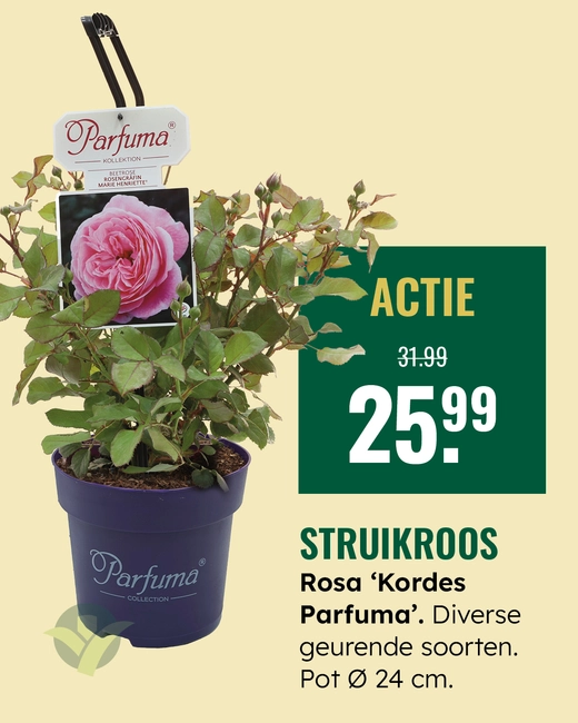 Struikroos