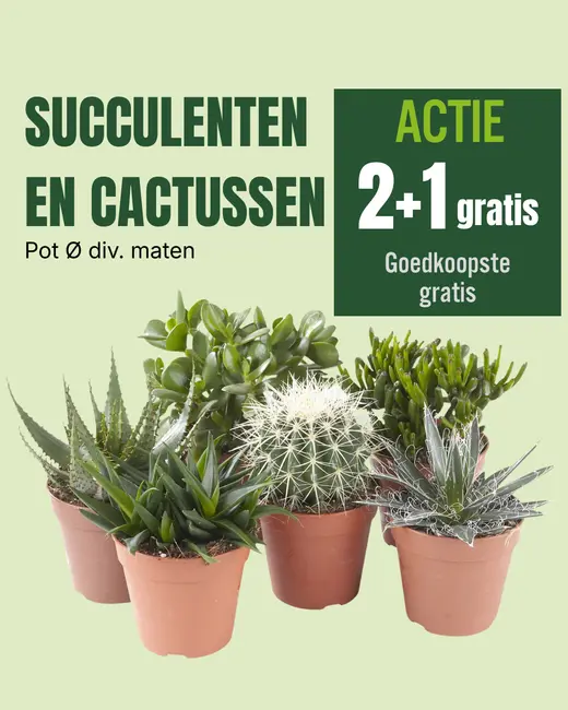 Succulenten en cactussen