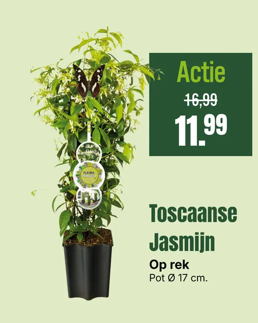 Toscaanse Jasmijn