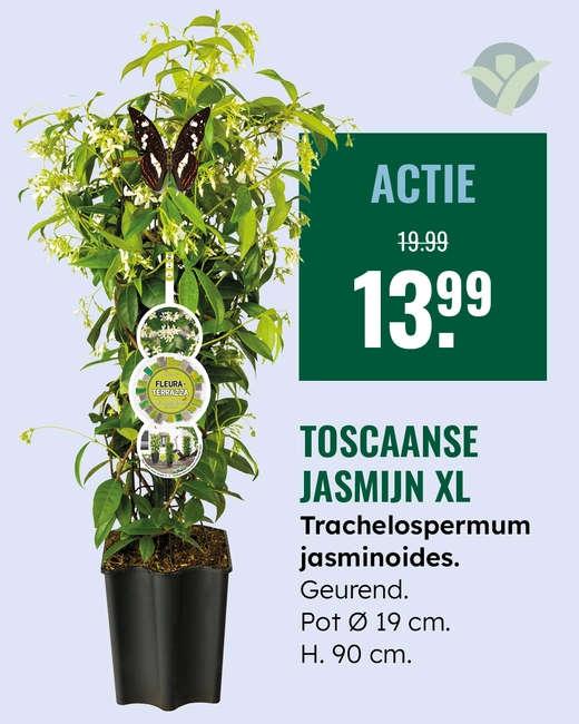 Toscaanse jasmijn