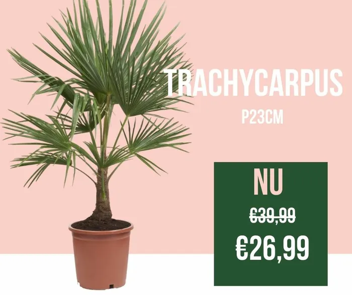 Trachycarpus