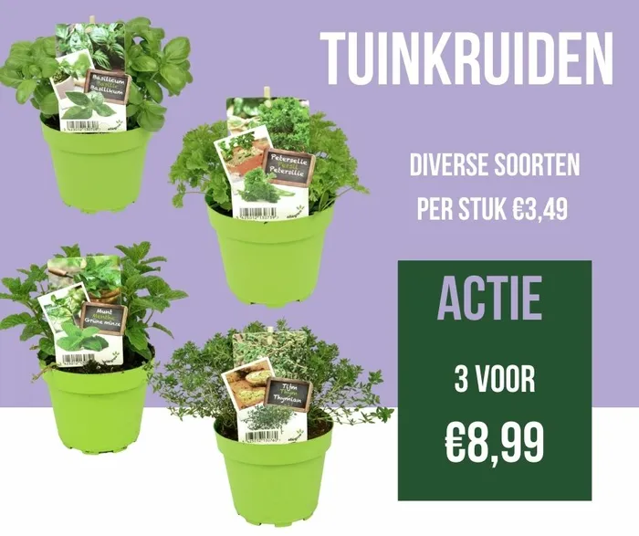 Tuinkruiden