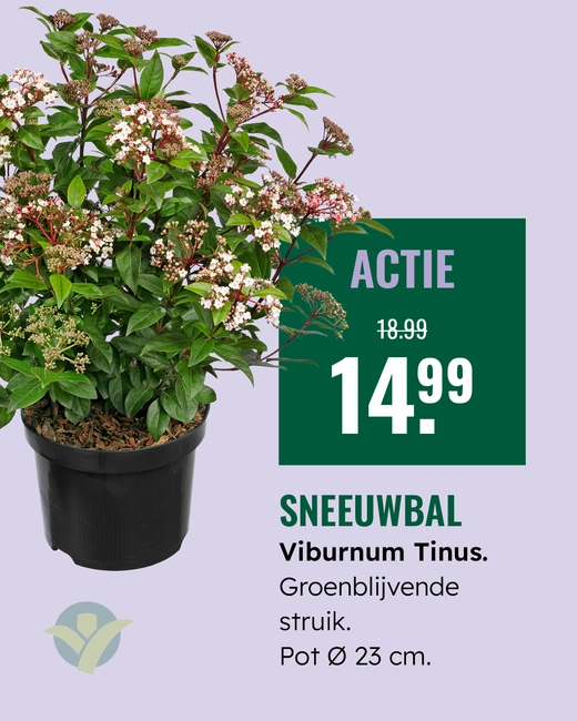 Viburnum