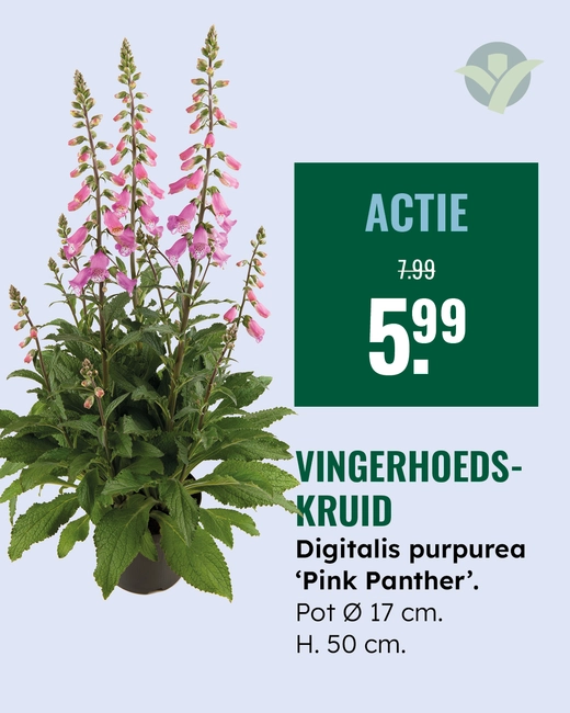Vingerhoedskruid