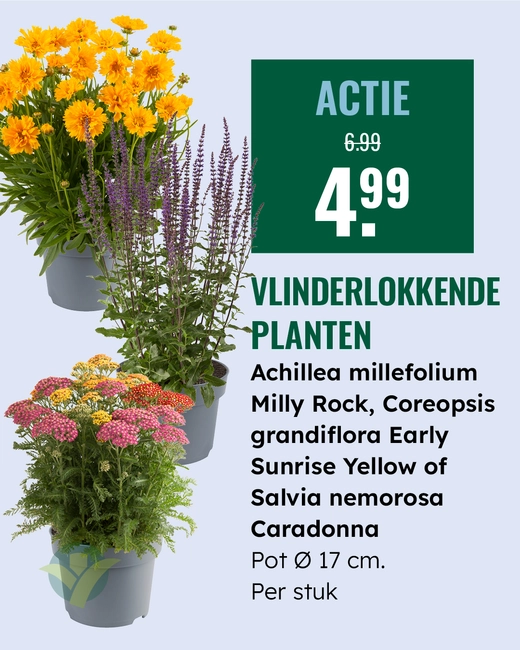 Vlinderlokkers