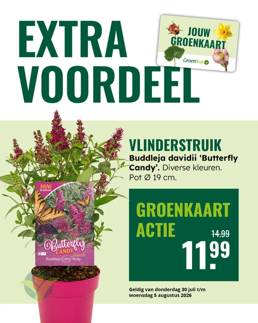 Vlinderstruik