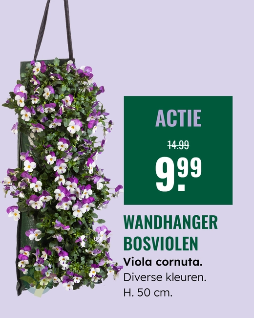 Wandhanger violen