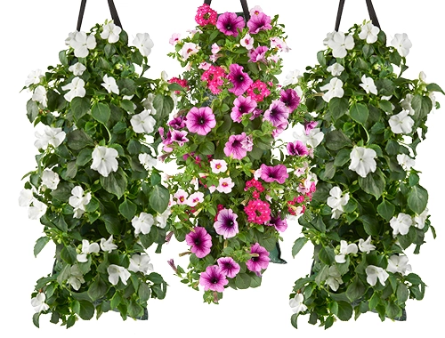 Wandhanger zomerbloeiers 1+1 Gratis