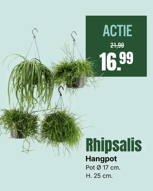 Weekaanbieding: Koraalcactus