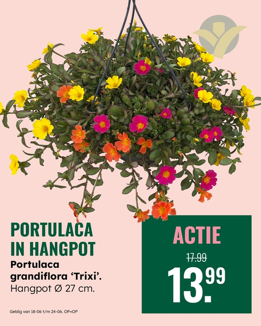 Weekaanbieding: Portulaca in hangpot