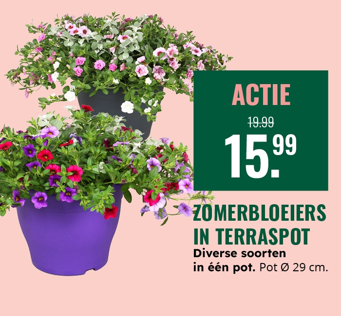 Weekaanbieding: Zomerbloeiers in terraspot