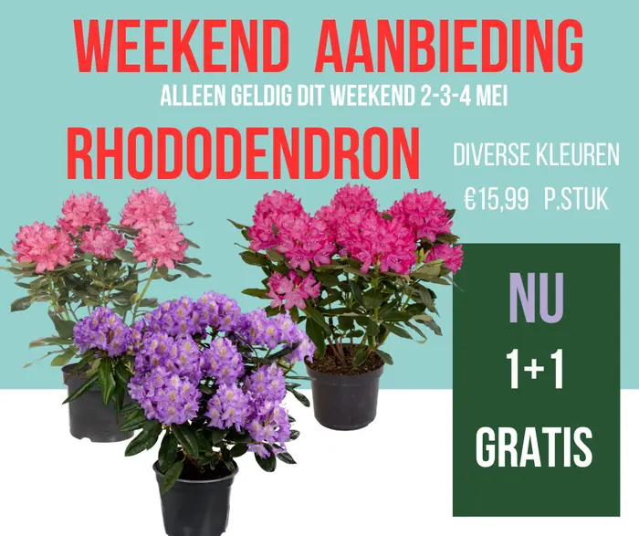 Weekendknaller Rhododendron