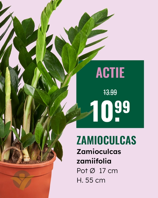 Zamioculcas