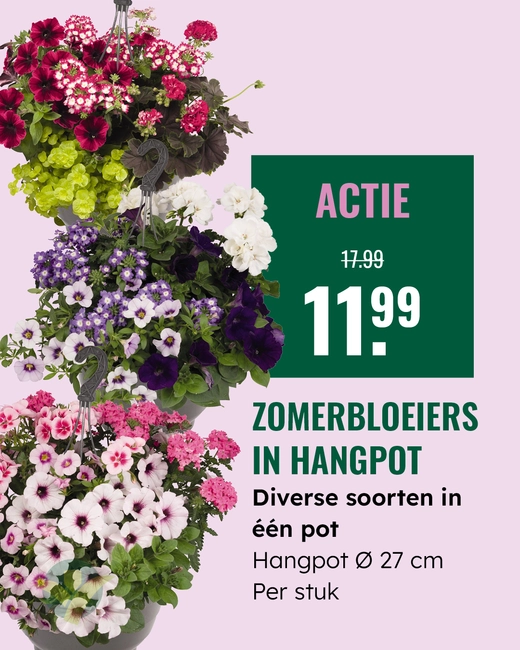 Zomerbloeiers in hangpot