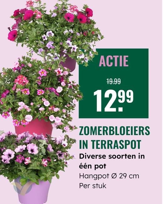 Zomerbloeiers in terraspot