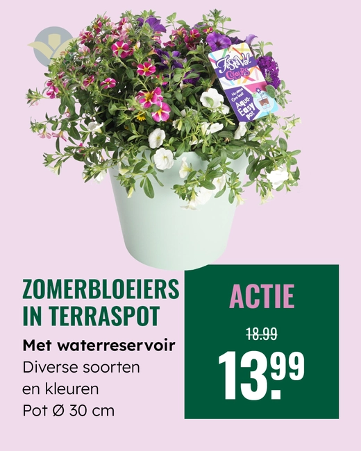 Zomerbloeiers in terraspot