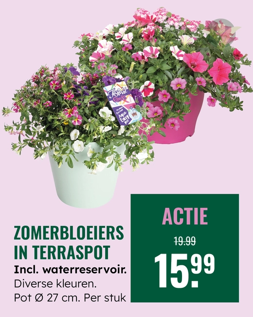 Zomerbloeiers in terraspot