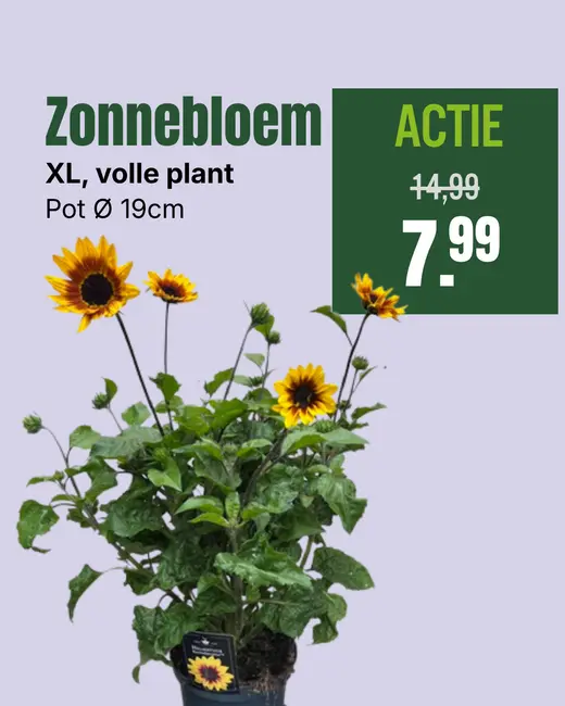Zonnebloem XL