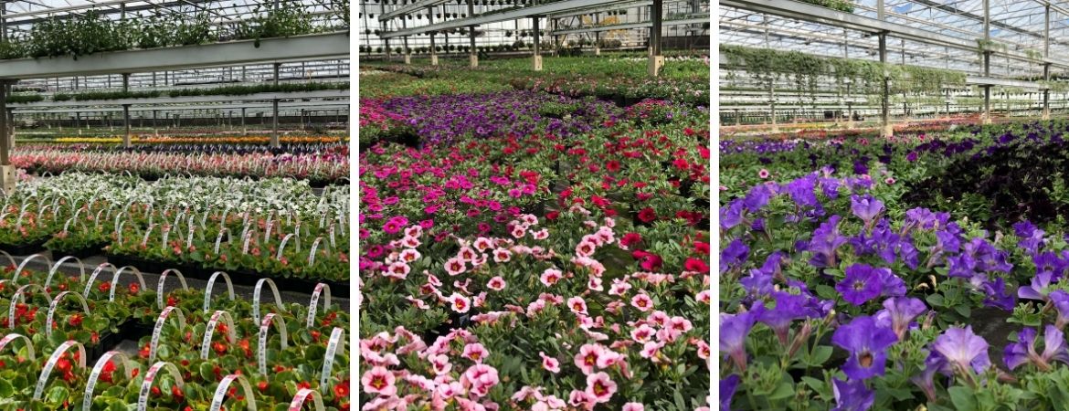 GroenRijk Schalk Prinsenbeek | Perkplanten uit eigen kwekerij