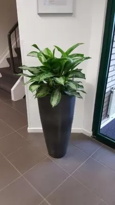 Kantoorplanten