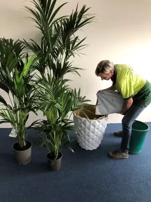 Kantoorplanten