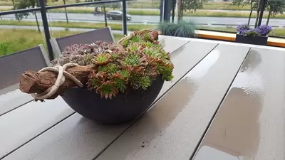 Kantoorplanten bij GlasGarage in Breda