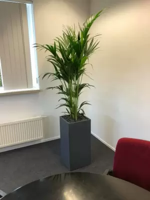 Kantoorplanten bij Saint-Gobain Autover