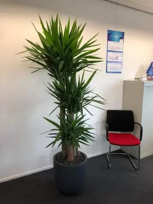 Kantoorplanten bij Saint-Gobain Autover