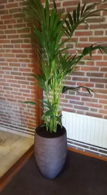 Kantoorplanten bij Maas B.V.