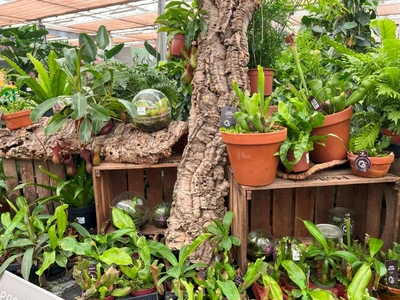 Kijkje in ons tuincentrum
