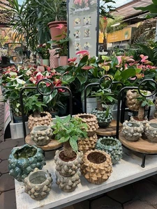 Kijkje in ons tuincentrum