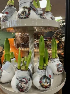 Kijkje in ons tuincentrum