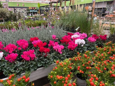 Kijkje in ons tuincentrum