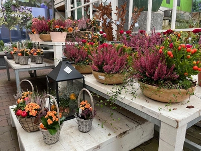 Kijkje in ons tuincentrum