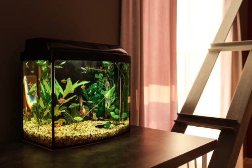 Aquarium | GroenRijk Schalk Prinsenbeek