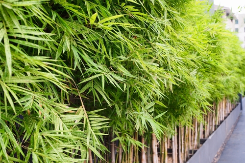 bevel Implicaties heilig Bamboe kopen