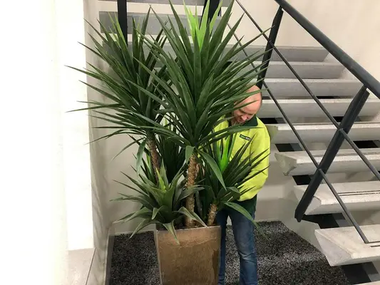 Bedrijfsbeplanting voor binnen