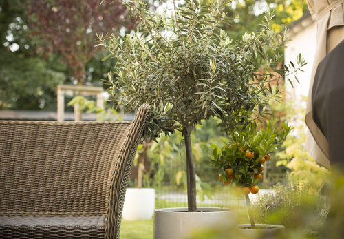 Bedrijfsbeplanting voor buiten