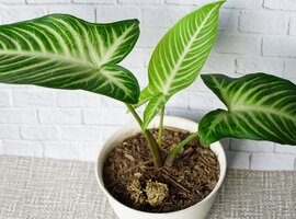 Bijzondere kamerplanten | GroenRijk Schalk Prinsenbeek