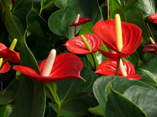 kwaadheid de vrije loop geven Natura erts Top 10 populaire bloeiende kamerplanten