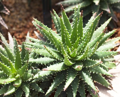 Nieuwheid Immuniteit wanhoop Verzorging van cactussen en vetplanten