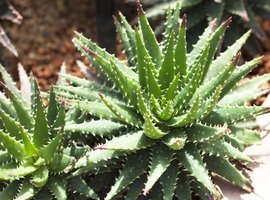 Cactussen en vetplanten