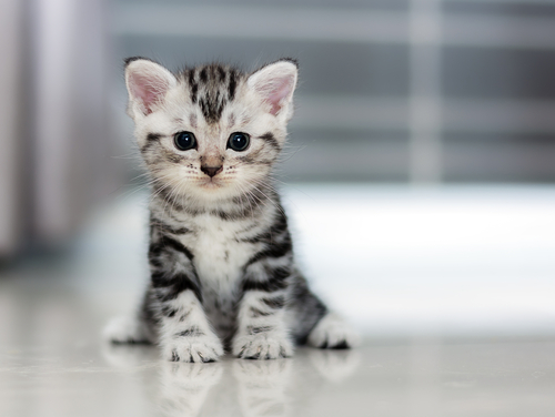 stilte Echter Blanco Katten