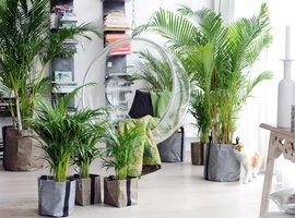 Groene kamerplanten | GroenRijk Prinsenbeek