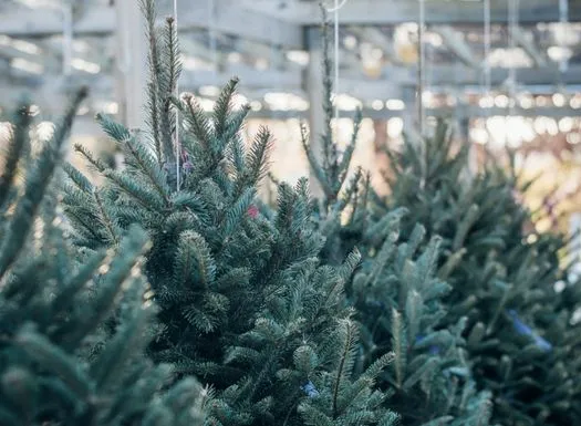 Kerstbomen Breda