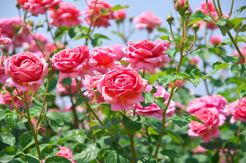 Rozen & klimplanten kopen?