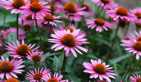 Tuinplanten Breda | GroenRijk Prinsenbeek