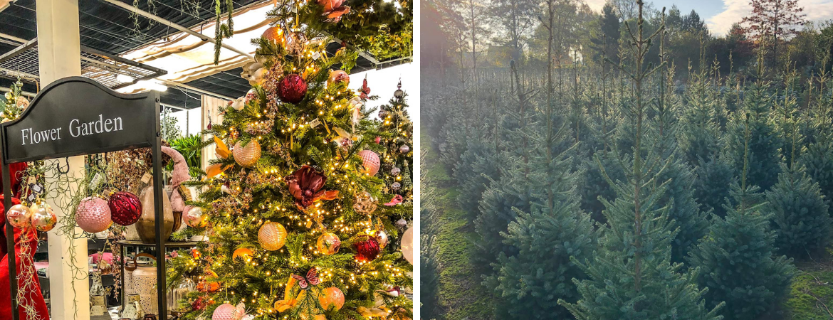 Tips om de kerstboom langer mooi te houden | GroenRijk Prinsenbeek